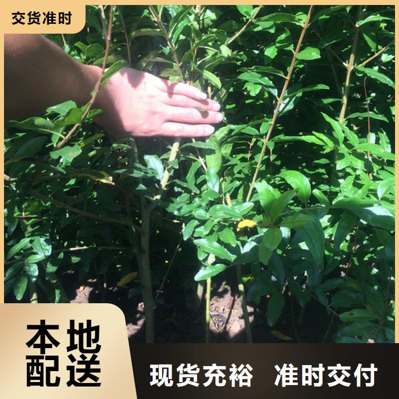 石榴-櫻桃苗應用范圍廣泛