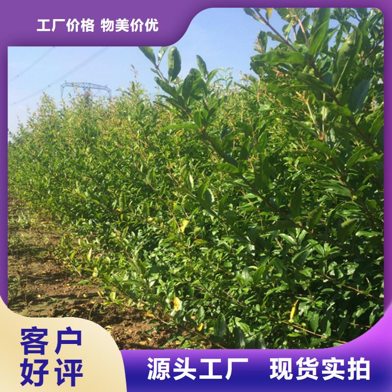 【石榴】櫻桃苗用好材做好產(chǎn)品