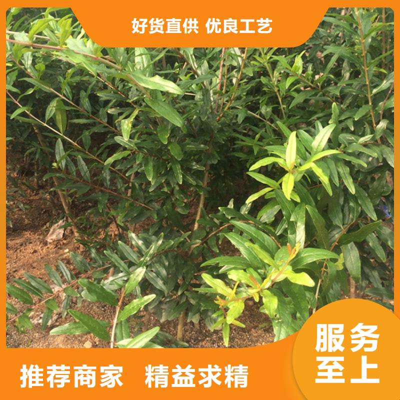 石榴蘋果苗豐富的行業(yè)經(jīng)驗