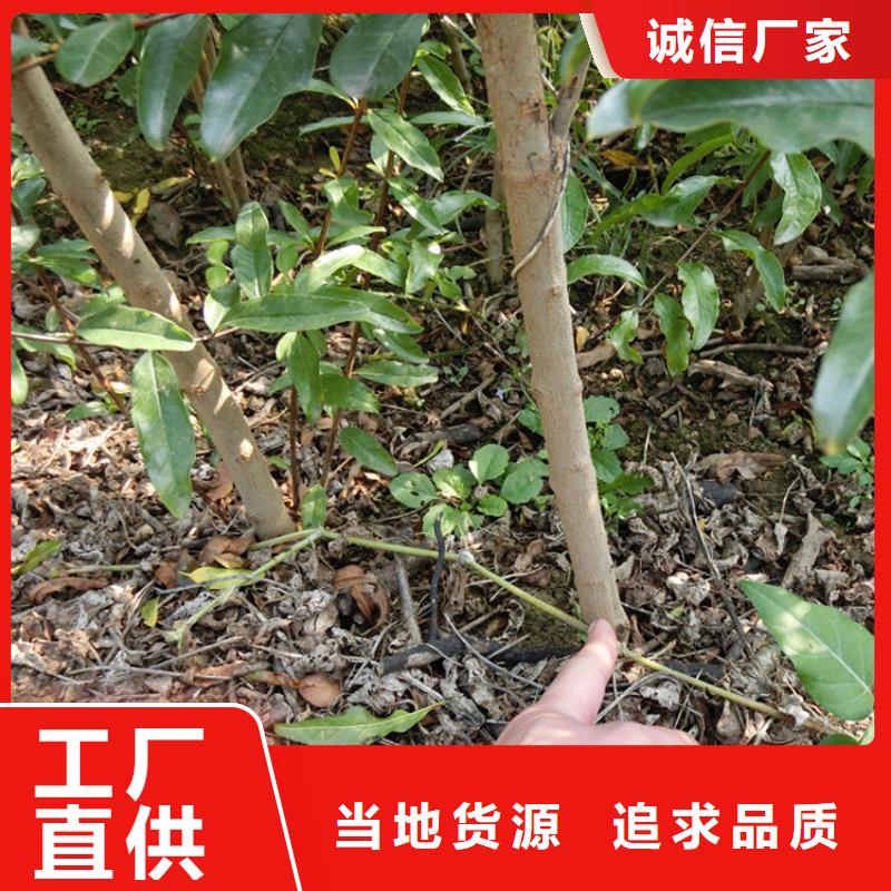 石榴藍(lán)莓苗對(duì)質(zhì)量負(fù)責(zé)