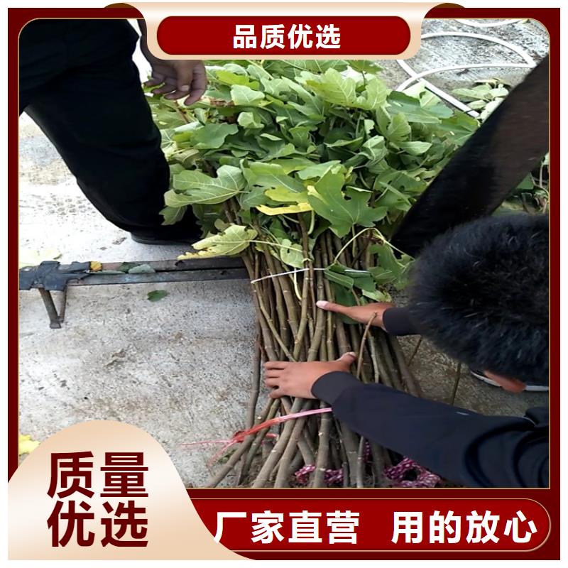 無花果,無花果苗不斷創新