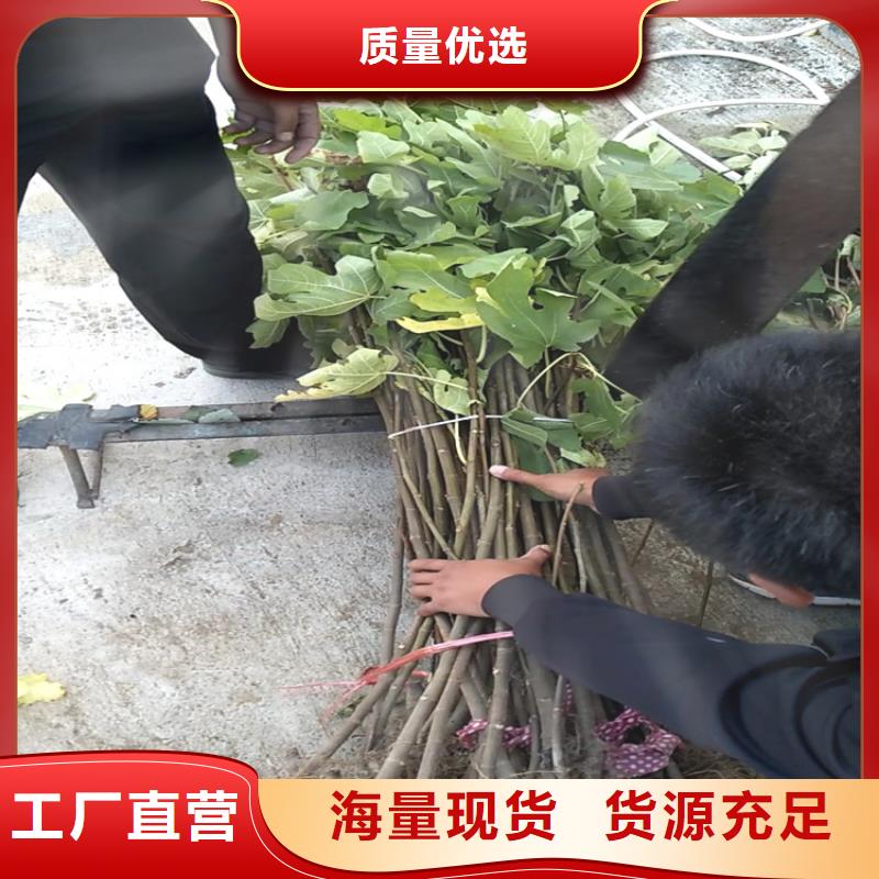 無花果,【蘋果苗】一站式廠家