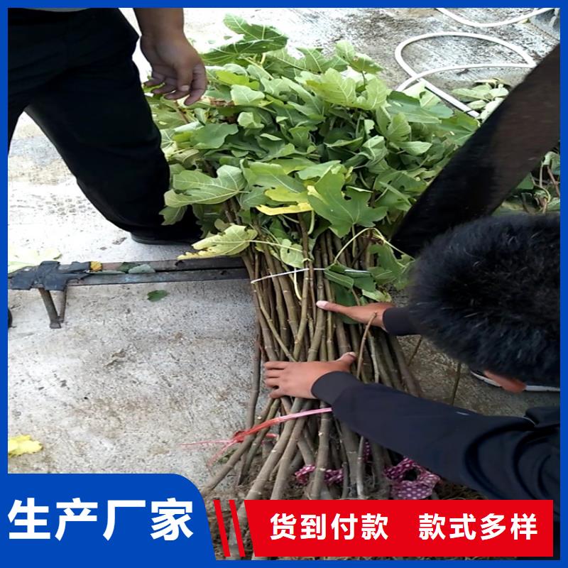 無花果桃樹苗多種場景適用