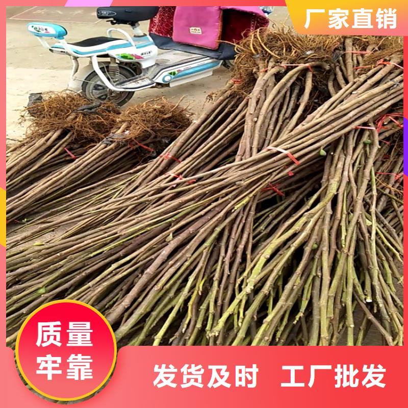 無花果-梨樹苗好產(chǎn)品放心購