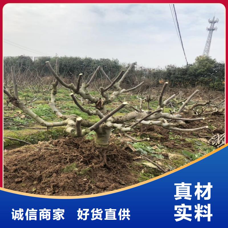 无花果-嘎啦苹果品质不将就