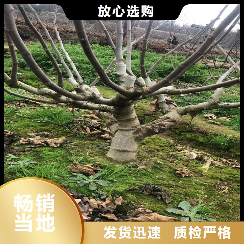 無(wú)花果櫻桃苗工藝層層把關(guān)