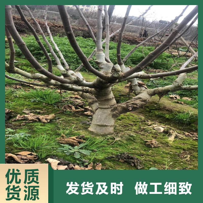 【無花果】奶油草莓嚴格把控每一處細節