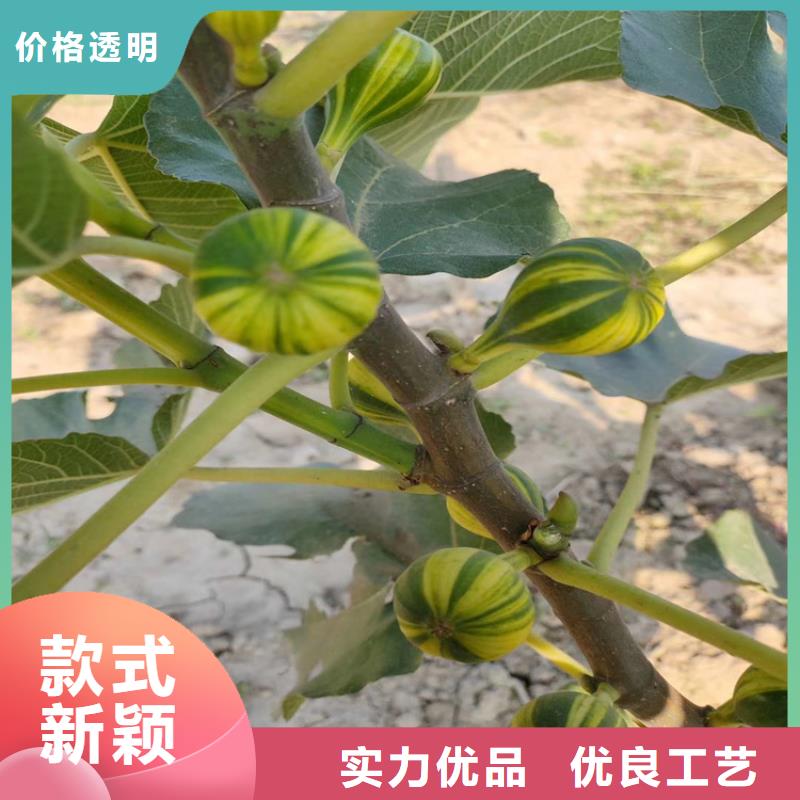 無花果櫻桃苗工藝層層把關