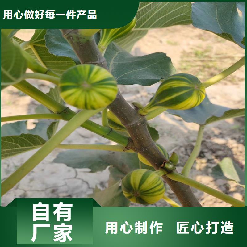 無花果櫻桃苗應用領域