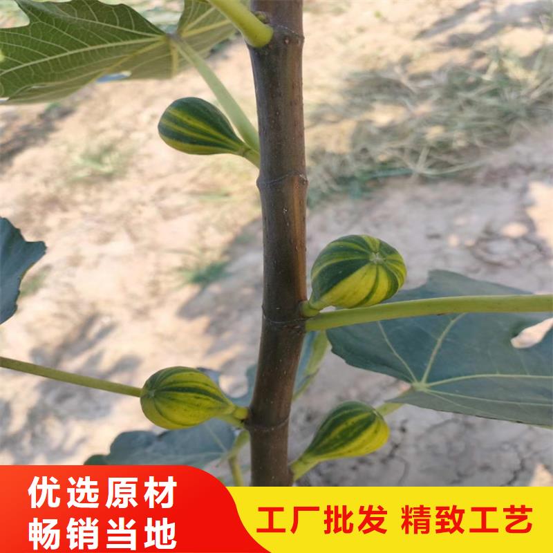 無花果櫻桃苗應用領域