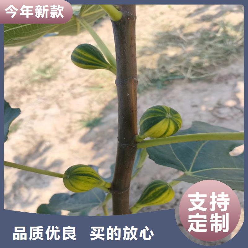 無花果_板栗苗一站式供應