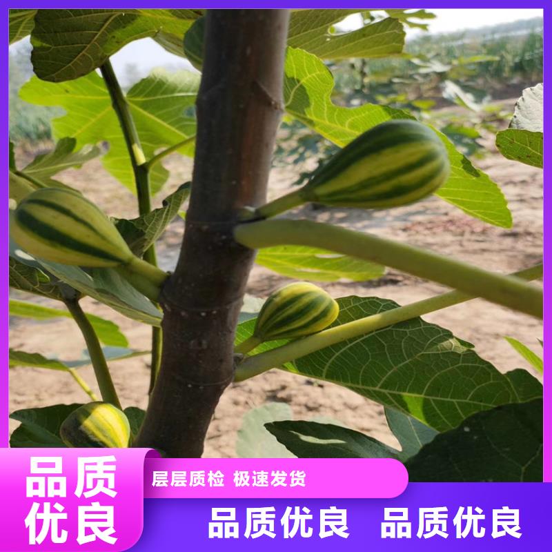 無花果櫻桃苗品質無所畏懼