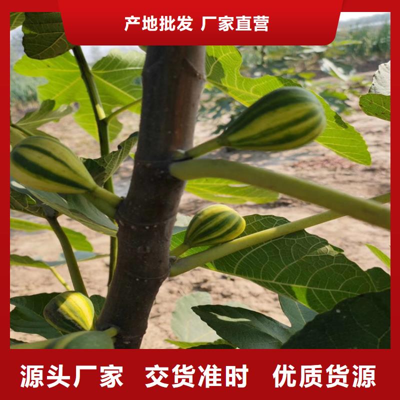 無花果藍莓苗廠家質量過硬