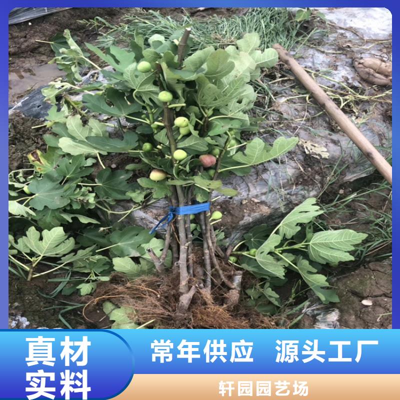 無花果蘋果苗來電咨詢