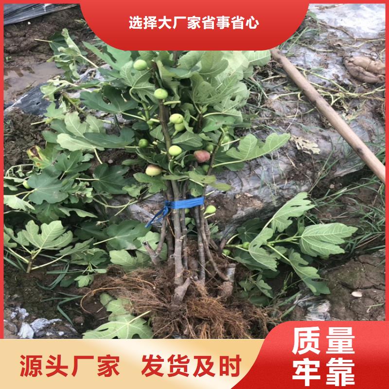 無花果草莓苗性價比高