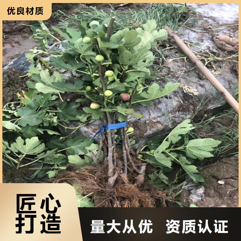 無花果獼猴桃苗廠家采購