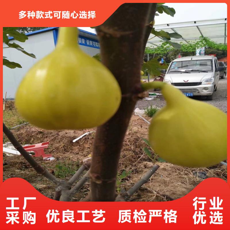 无花果,【苹果苗】让客户买的放心