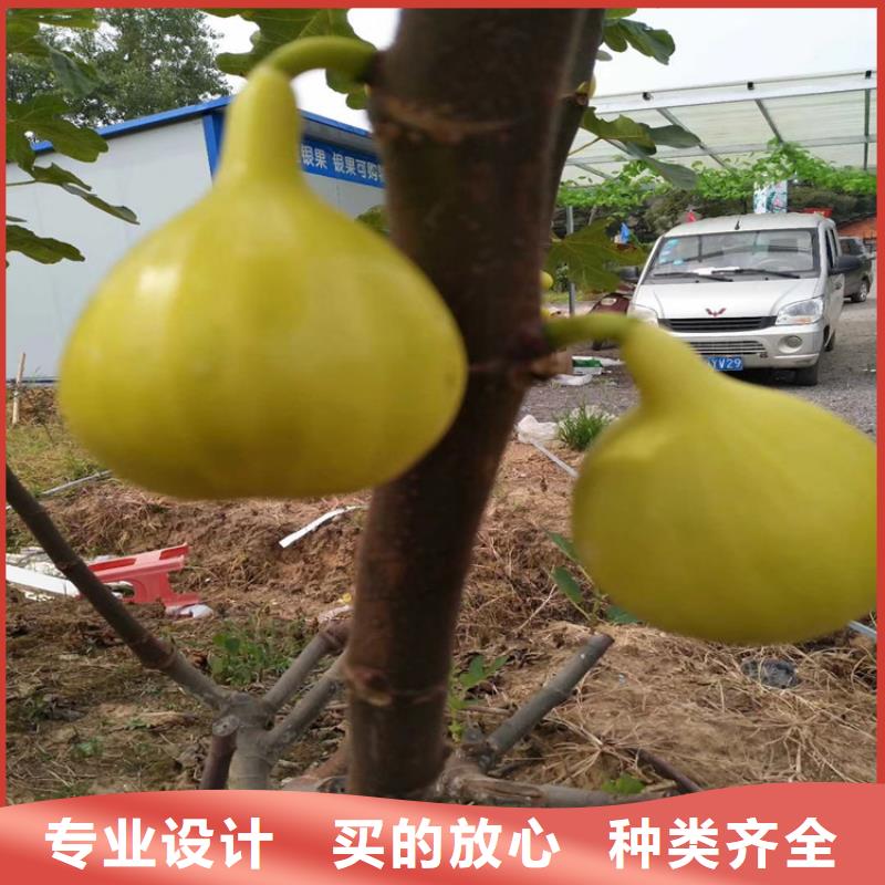 【無花果櫻桃苗現(xiàn)貨充裕】