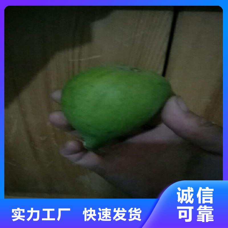 無花果葡萄苗超產(chǎn)品在細(xì)節(jié)