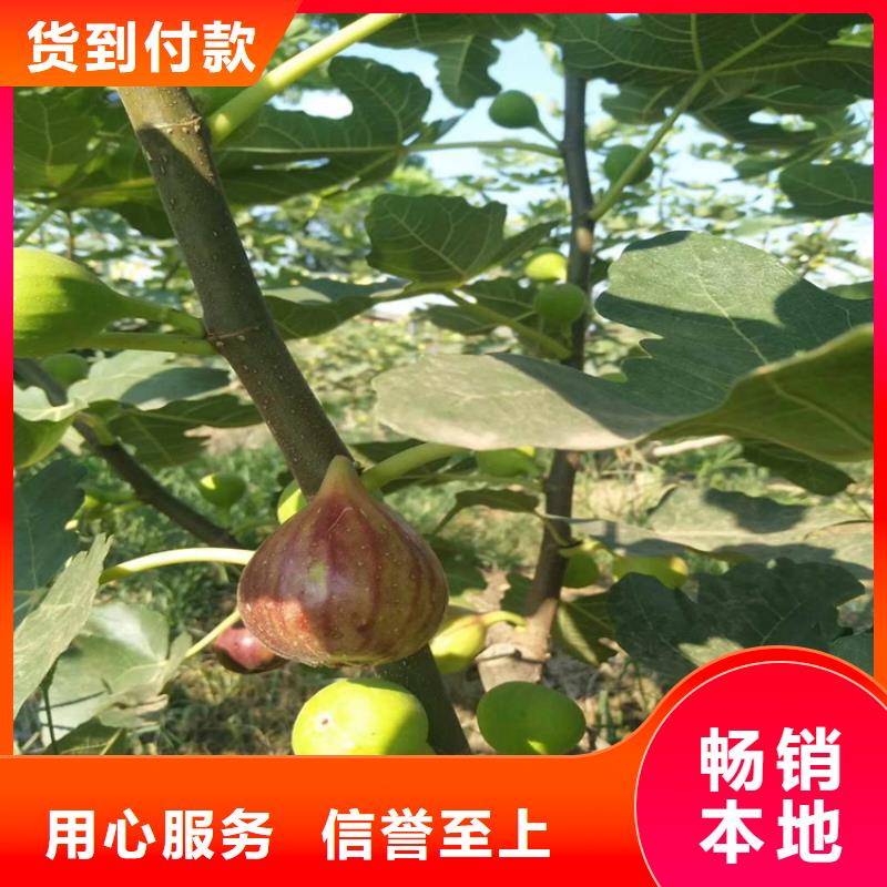 無花果【板栗苗】優(yōu)選貨源