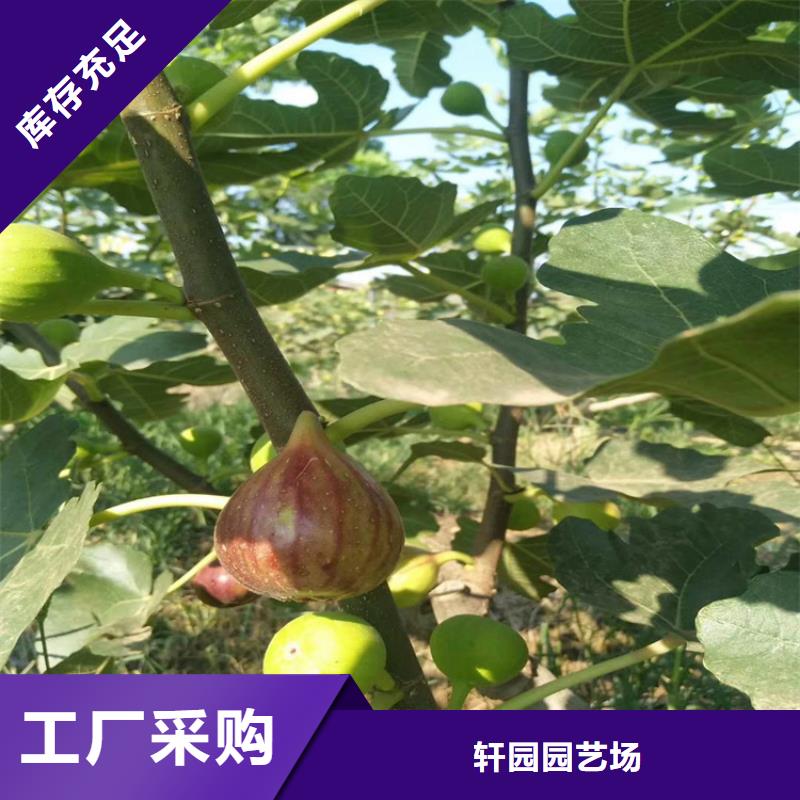 【無花果櫻桃苗現(xiàn)貨充裕】