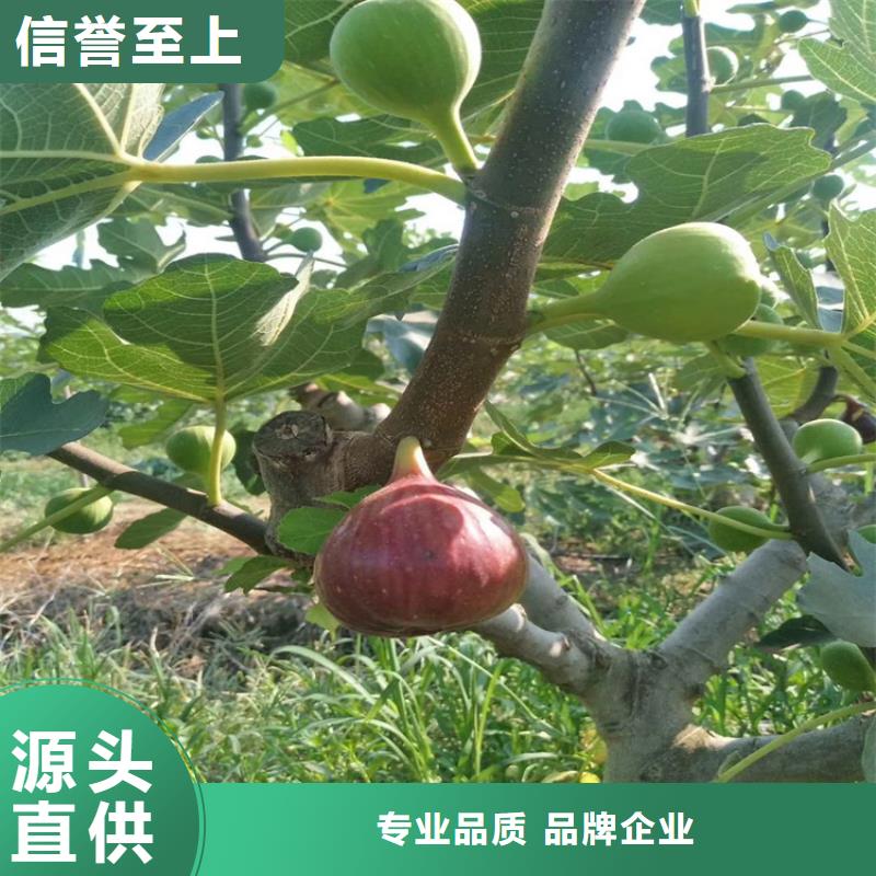 【無花果】奶油草莓嚴格把控每一處細節