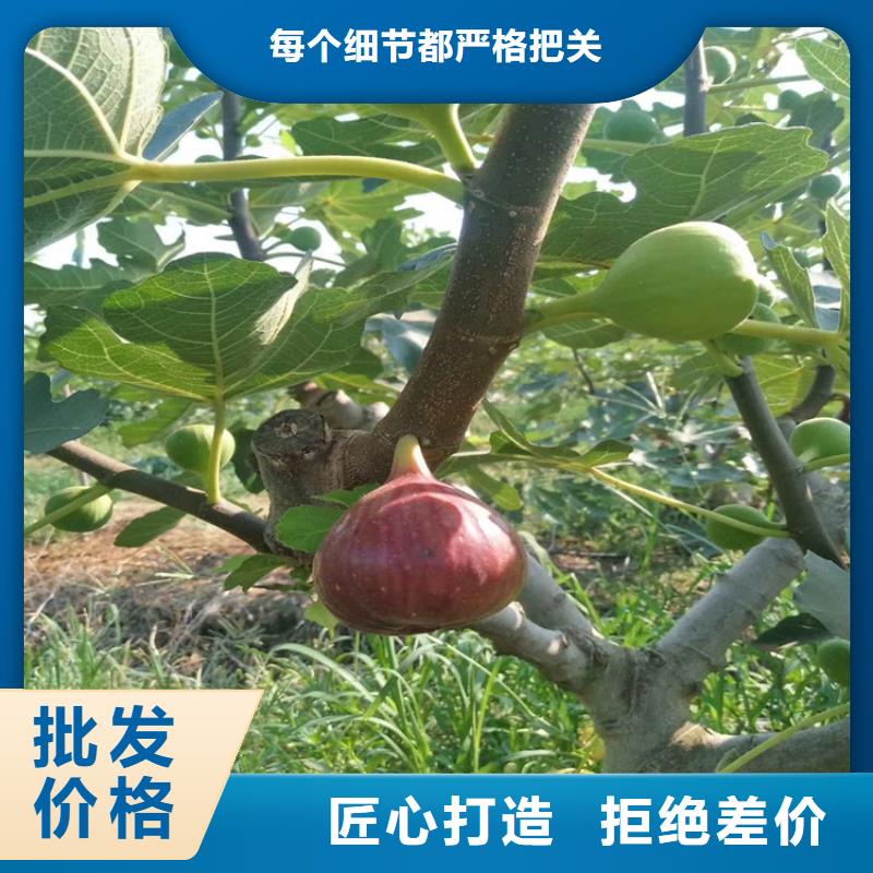 【無花果】嘎啦蘋果工廠現(xiàn)貨供應(yīng)