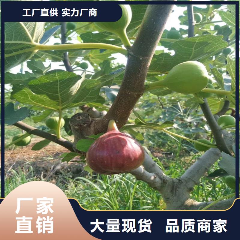 無花果,無花果苗不斷創(chuàng)新