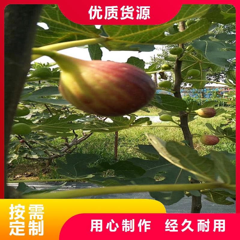 無花果櫻桃苗生產(chǎn)經(jīng)驗豐富