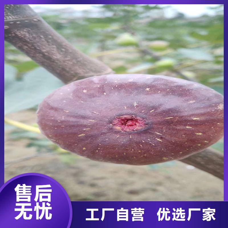 無花果李子苗為您精心挑選