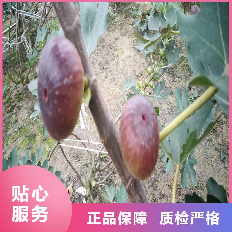 無花果杏樹苗助您降低采購成本