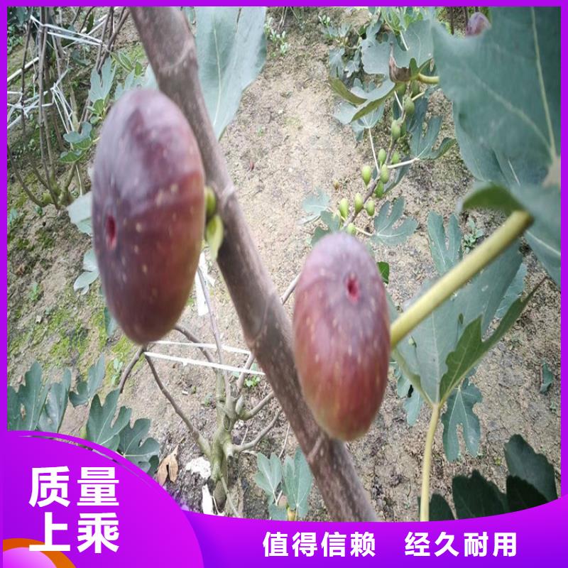 無花果,無花果苗不斷創新