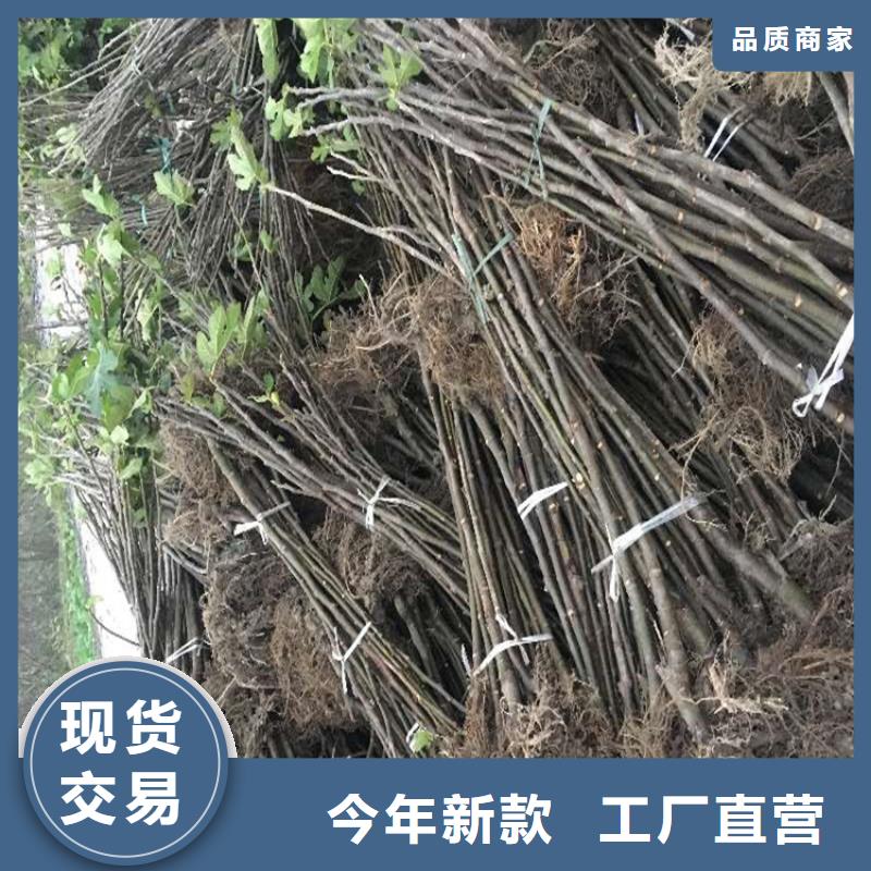 無花果櫻桃苗源頭工廠量大優惠