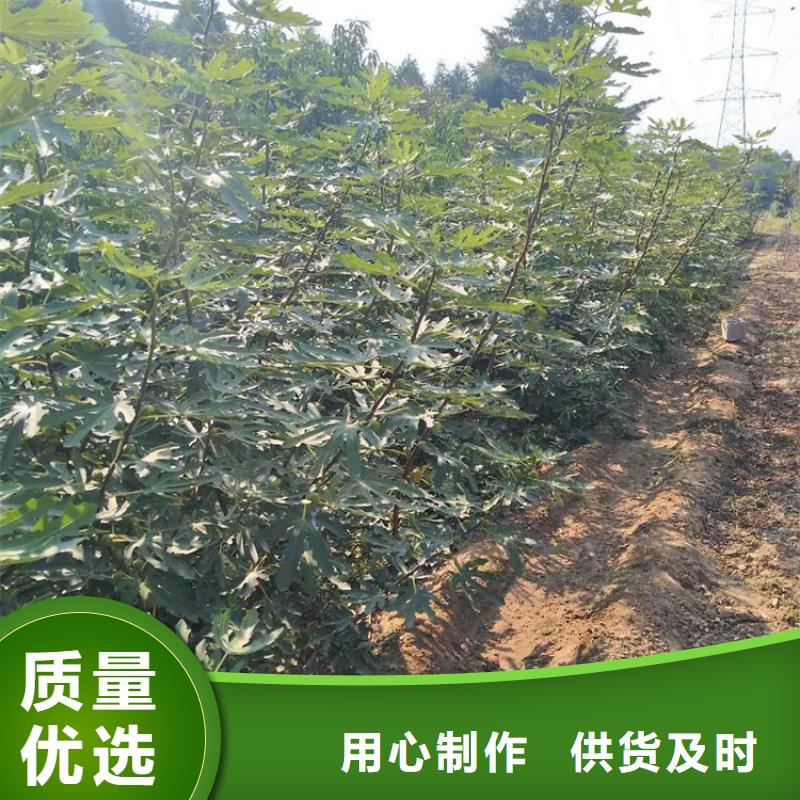 無花果櫻桃苗應用領域