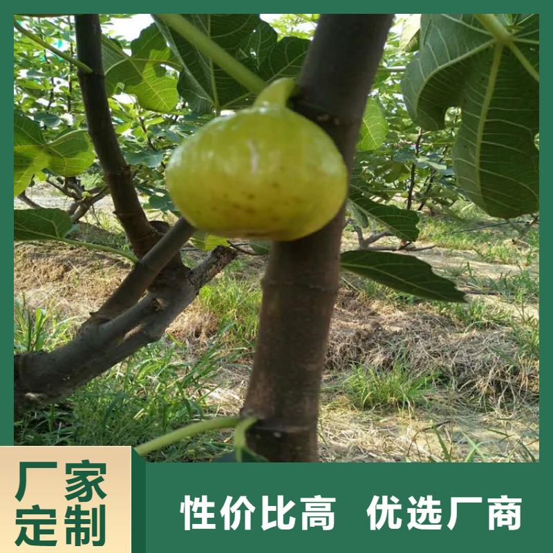 無花果櫻桃苗支持加工定制