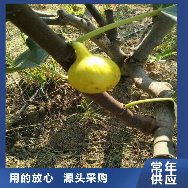 無花果,無花果苗不斷創(chuàng)新