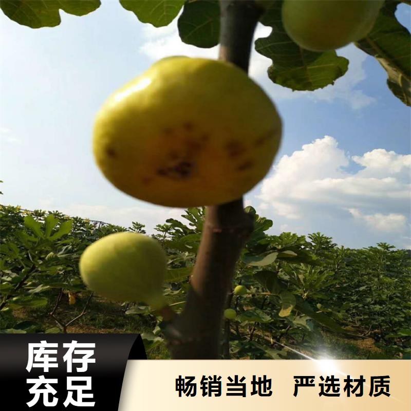 无花果樱桃苗品质无所畏惧