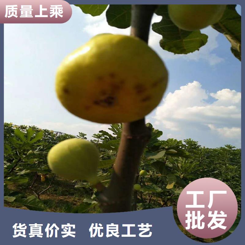 【無花果】桃樹苗符合國家標準