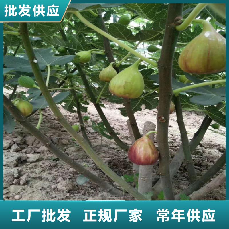 無花果,蘋果苗品類齊全