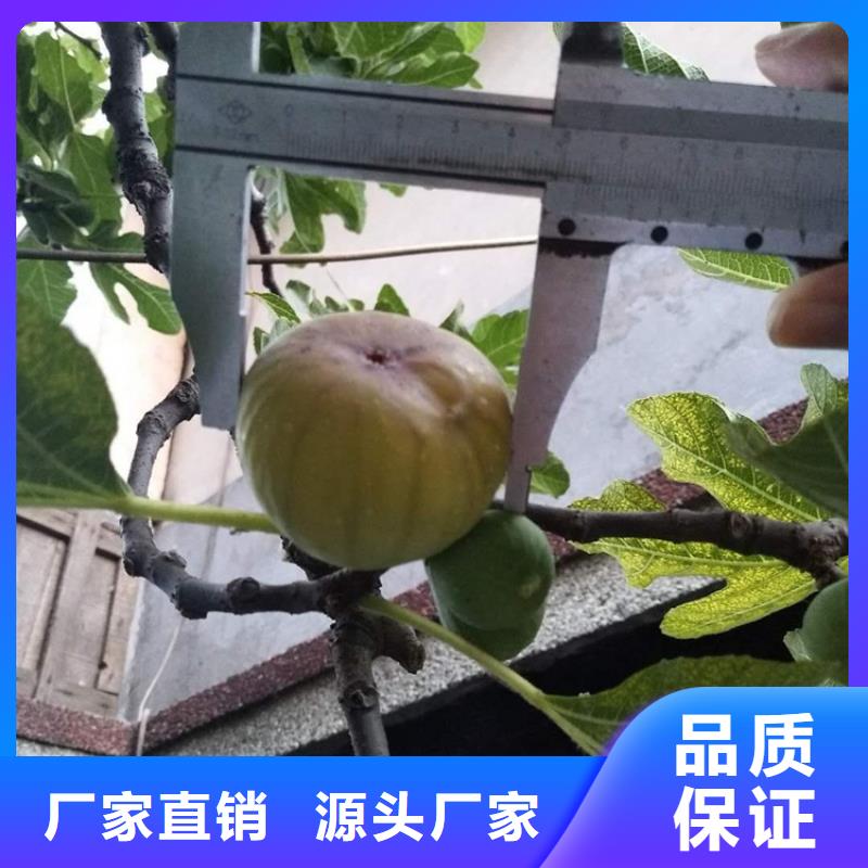 無花果櫻桃苗工藝層層把關