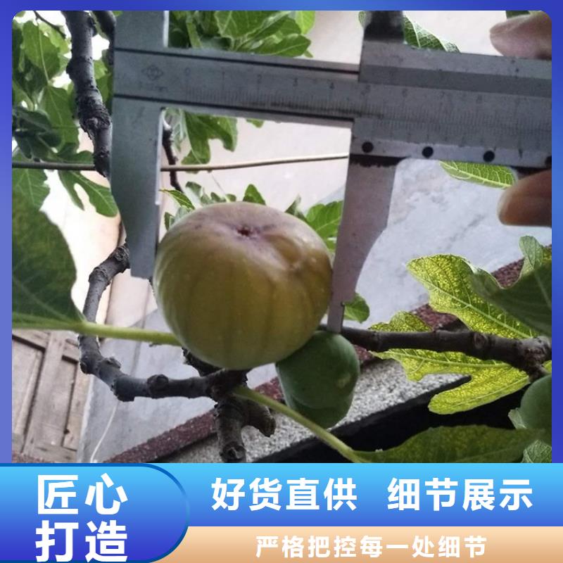 無花果_【桃樹苗】大量現貨