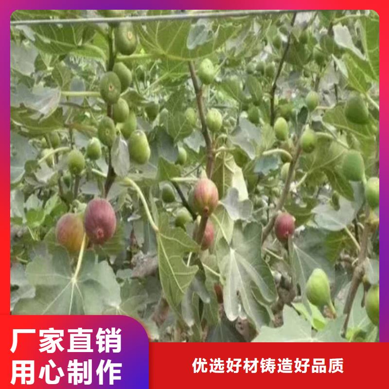 无花果李树苗产品性能