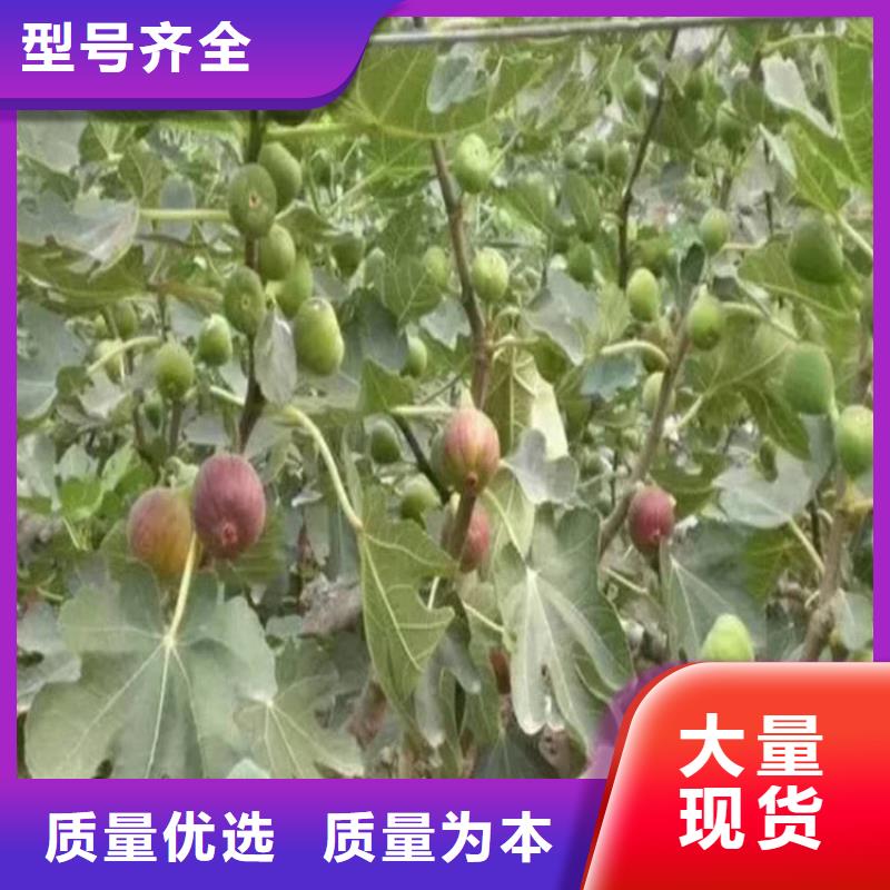 【無花果藍(lán)莓苗您想要的我們都有】