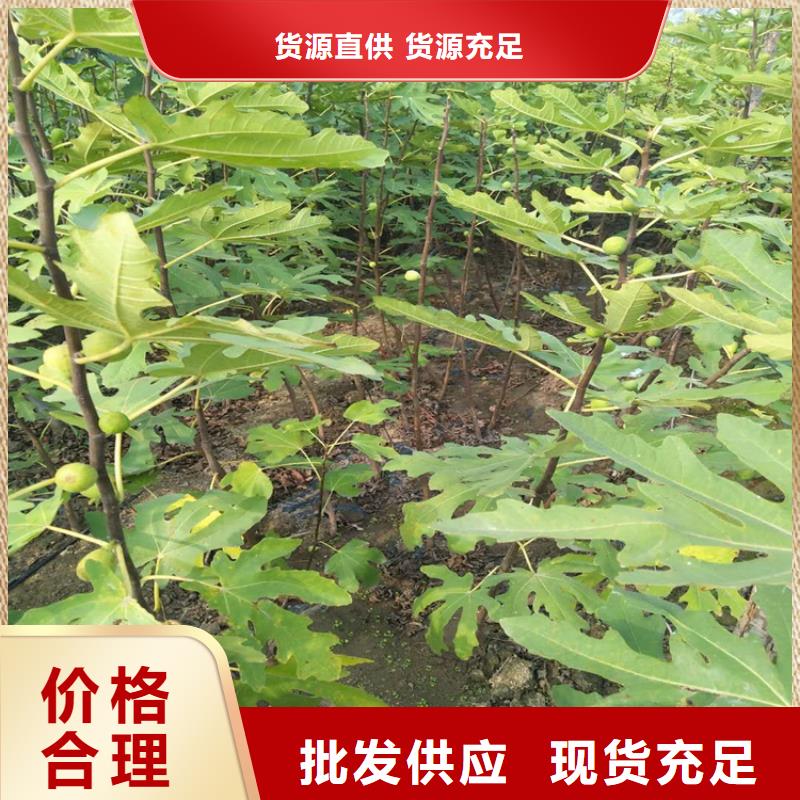 【無花果】嘎啦蘋果工廠現貨供應