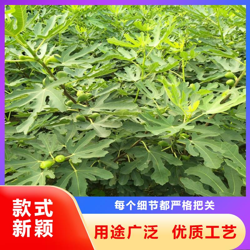 無花果藍莓苗通過國家檢測