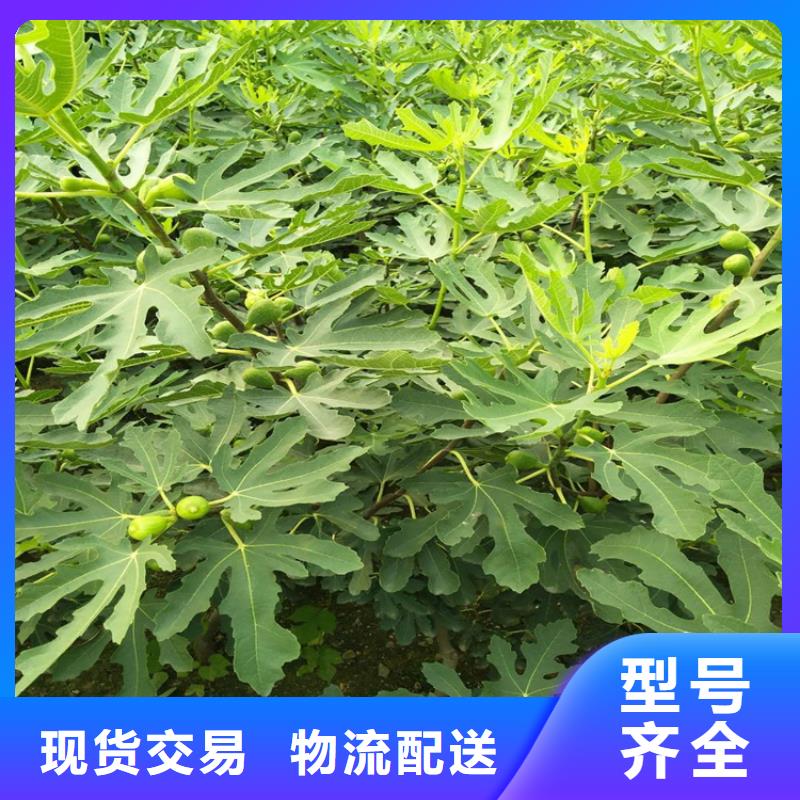 无花果苹果苗优质原料