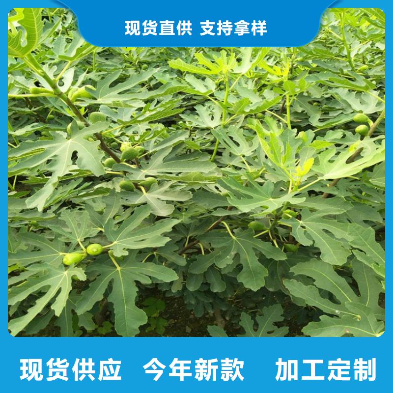 無花果石榴樹老品牌廠家