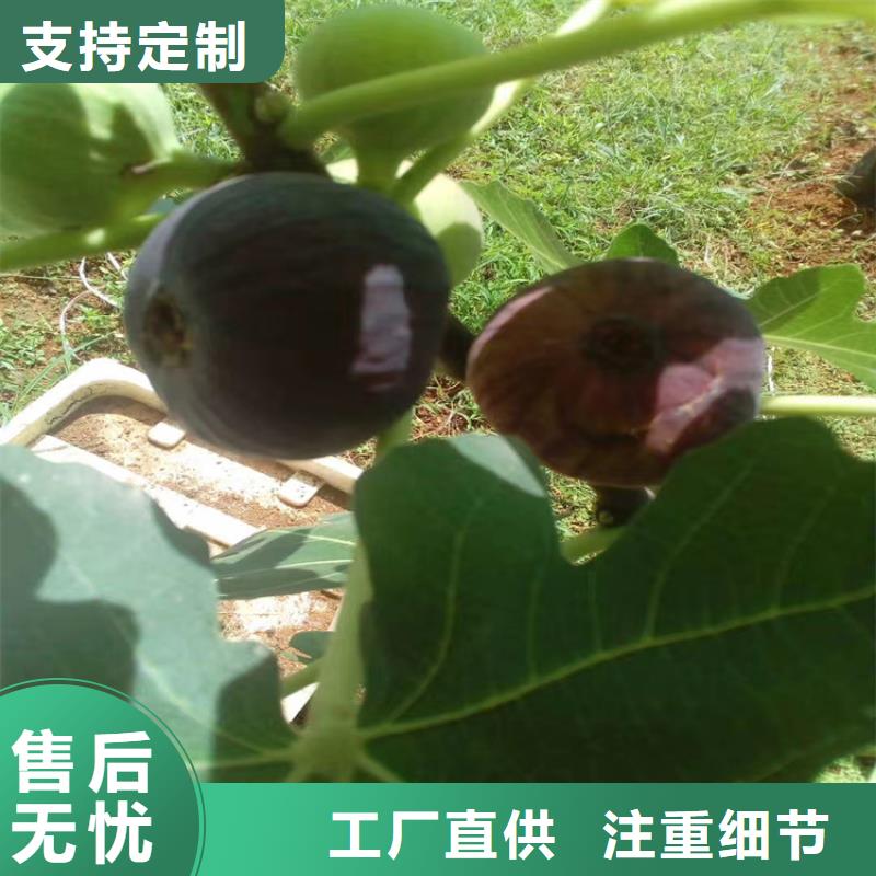 【無花果】石榴樹現貨充足