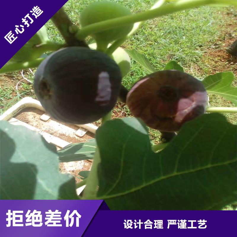 無花果,無花果苗不斷創(chuàng)新