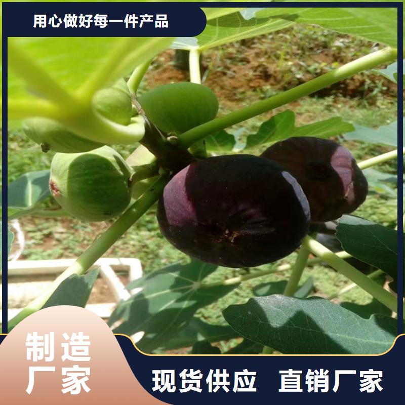 無花果-【藍(lán)莓苗】0中間商差價